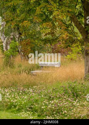 Panca di legno sotto un albero in un prato di trifoglio a RHS Bridgewater a Salford. Foto Stock