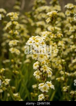 I fiori gialli cremosi pallidi sisyrinchium striatum, nomi comuni giallo pallido-eyed-erba o fiore di satin. Foto Stock