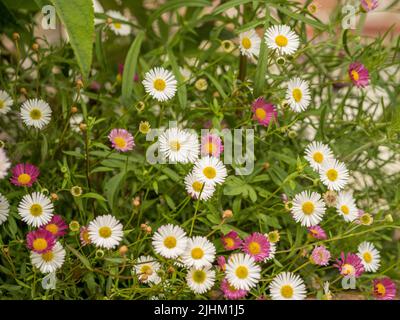 Fiori rosa e bianco margherita di Erigeron karvinskianus anche noto come messicano fleabane. Foto Stock