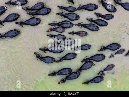 I bufali d'acqua affolgono le rive del fiume e fanno il bagno nelle acque del fiume Foto Stock