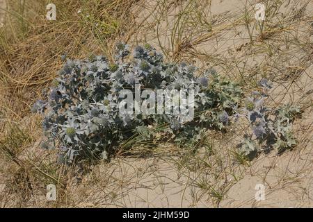 Closeup colorato sulla foglia di spiky con fiori blu del cardo della Costa ernygo, Eryngium maritimum nelle dune Foto Stock