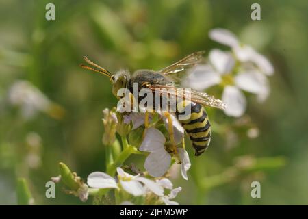 Primo piano su una grande vespa di sabbia, Bembix rostrata sul fiore bianco europeo di garza, Cakile maritima, sulla costa belga Foto Stock