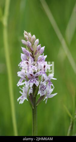 Orchidea spotted comune (Dactylorhiza fuchsii) Foto Stock