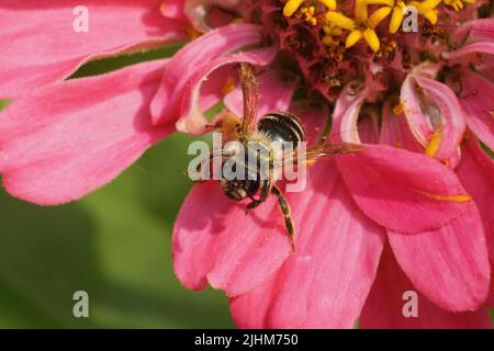 Closeup colorato su una femmina giallo zampe di estrazione ape, Andrena flavipes, seduto su un fiore rosa in giardino Foto Stock