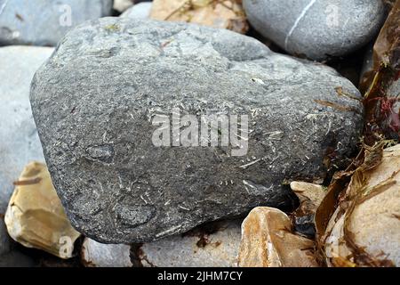 Fossili nella roccia vicino alla Perla del Dorset, Lyme Regis sulla Costa Jurassic Foto Stock