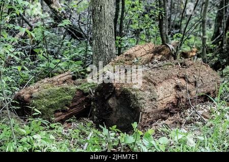 Caduti tronchi di marciume lungo un percorso nei boschi primaverili in North Branch, Minnesota USA. Foto Stock