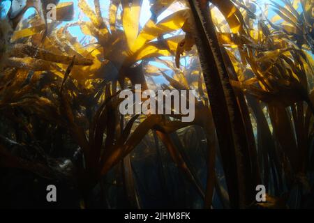 Alghe kelp sott'acqua nell'oceano Atlantico, alghe marine Furbellow Saccordhiza polischidi, Spagna, Galizia Foto Stock