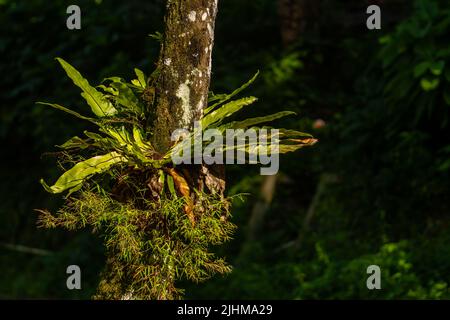 Felce nido dell'uccello che vive attaccata ad un tronco di felce, vegetazione naturale di una foresta tropicale Foto Stock