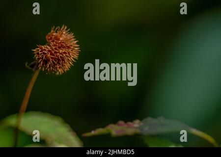 Fiore di pianta di Knobweed nella forma di una sfera con una superficie ruvida e appuntita, verde quando giovane e che diventa marrone quando vecchio, isolato su un backgr blurry Foto Stock