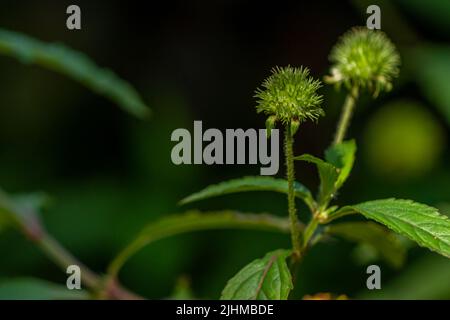 Fiore di pianta di Knobweed nella forma di una sfera con una superficie ruvida e appuntita, verde quando giovane e che diventa marrone quando vecchio, isolato su un backgr blurry Foto Stock