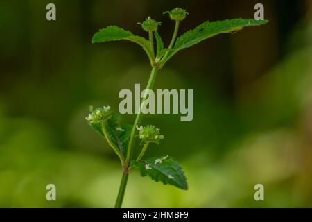 Fiore di pianta di Knobweed nella forma di una sfera con una superficie ruvida e appuntita, verde quando giovane e che diventa marrone quando vecchio, isolato su un backgr blurry Foto Stock