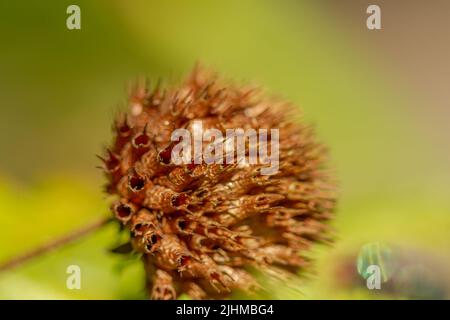 Fiore di pianta di Knobweed nella forma di una sfera con una superficie ruvida e appuntita, verde quando giovane e che diventa marrone quando vecchio, isolato su un backgr blurry Foto Stock