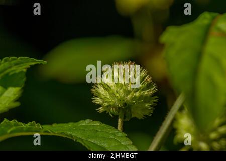 Fiore di pianta di Knobweed nella forma di una sfera con una superficie ruvida e appuntita, verde quando giovane e che diventa marrone quando vecchio, isolato su un backgr blurry Foto Stock