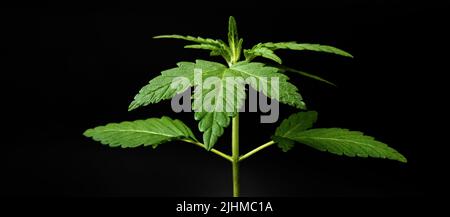giovane pianta verde di cannabis su sfondo scuro. Foto Stock