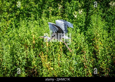 Yorkshire, 13th 2022 luglio: Un airone sul fiume Aire a Airton, vicino Skipton Foto Stock