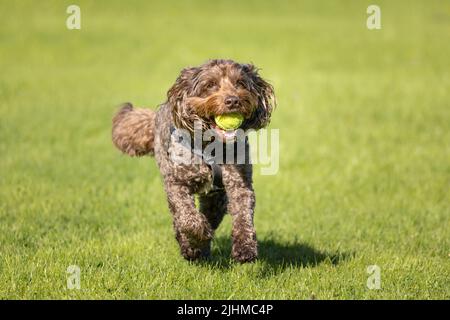 Cockapoo marrone che indossa il collare e l'imbracatura del cane che corre sull'erba con una palla da tennis in bocca Foto Stock
