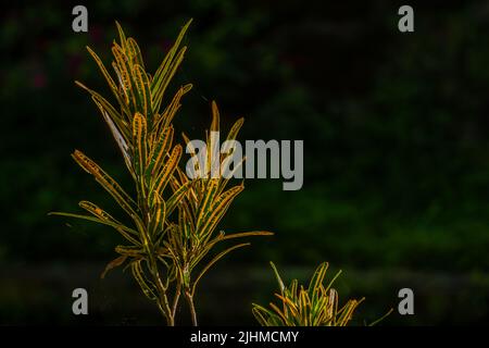 Le foglie della pianta variegata di Croton sono una combinazione di verde e giallo, utilizzato per decorazioni di giardino interno ed esterno, isolato su un blurry Foto Stock