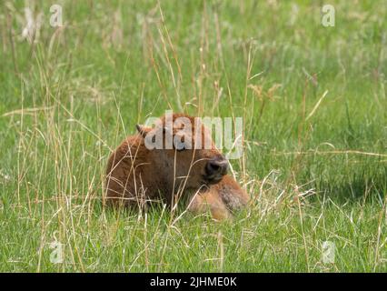 Single Bison o American Buffalo vitello che posa in erba nel Custer state Park ion South Dakota USA Foto Stock