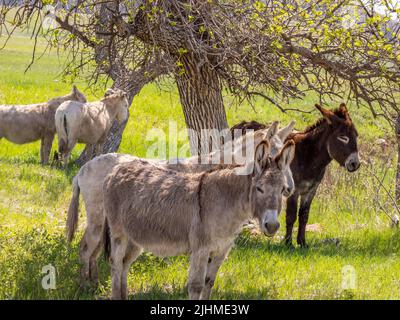 Wild Burros o asini lungo la Wildlife Loop Road nel Custer state Park nel South Dakota USA Foto Stock