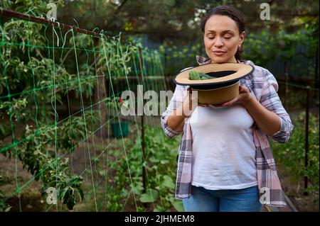 Bella donna giardiniere dilettante, orticulturista, odorando cetrioli maturi raccolti di fresco in cappello di paglia mentre lavora in una fattoria ecologica. In crescita Foto Stock