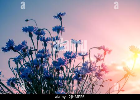 Un bouquet di fiori di mais (Centaurea) contro il cielo del tramonto in estate Foto Stock