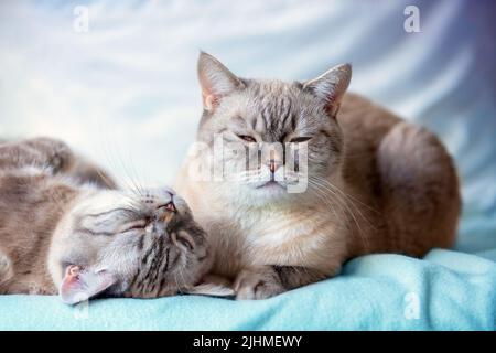 Due gatti carini che posano su una coperta blu Foto Stock