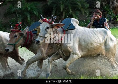 17 luglio 2022, Canning, Bengala Occidentale, India: Per la buona salute di bull e la nuova preparazione del suolo 'moi-chara' è stata disputata nella parte rurale della parte meridionale del Bengala Occidentale, in particolare vicino alla regione di Canning. In Herovanga, questo è l'anno 29th per questo gioco e dopo due anni di blocco questo gioco è stato continuato. I partecipanti vengono con il proprio toro a partire da 20-60 km camminando un giorno prima della data dell'evento. Si riposano per un solo giorno per la preparazione. Con inizio di monsone e prima della preparazione del suolo questo evento è organizzato su risaie campo. Come da regole di gioco, ci sono una sta Foto Stock