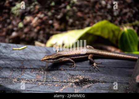 Seychelles skink lizard (Mabuya seychellensis, Trachylepis seychellensis) su una piattaforma di legno, vista ravvicinata, Mahe, Seychelles. Foto Stock