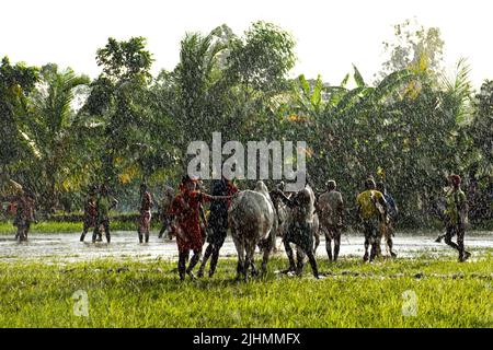 17 luglio 2022, Canning, Bengala Occidentale, India: Per la buona salute di bull e la nuova preparazione del suolo 'moi-chara' è stata disputata nella parte rurale della parte meridionale del Bengala Occidentale, in particolare vicino alla regione di Canning. In Herovanga, questo è l'anno 29th per questo gioco e dopo due anni di blocco questo gioco è stato continuato. I partecipanti vengono con il proprio toro a partire da 20-60 km camminando un giorno prima della data dell'evento. Si riposano per un solo giorno per la preparazione. Con inizio di monsone e prima della preparazione del suolo questo evento è organizzato su risaie campo. Come da regole di gioco, ci sono una sta Foto Stock