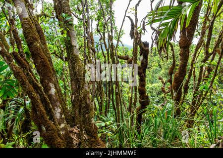 Incontaminata foresta antica intatta con tronchi di alberi coltivati con muschio e lichen nel Parco Nazionale Morne Seychelles sull'Isola di Mahe, Seychelles. Foto Stock
