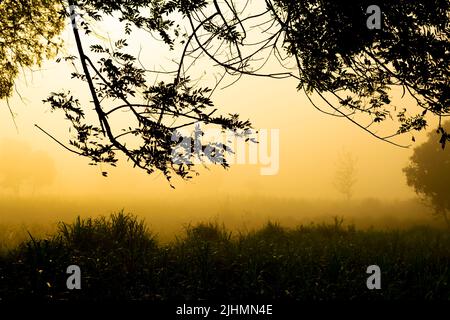 Nebbia al mattino presto con luce solare dorata su di esso e rugiada che brilla sull'erba. Messa a fuoco selettiva utilizzata. Foto Stock