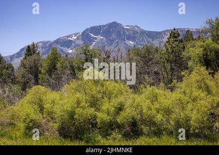 Mt. Tallac a South Lake Tahoe visto dal centro visitatori Taylor Creek. Foto Stock