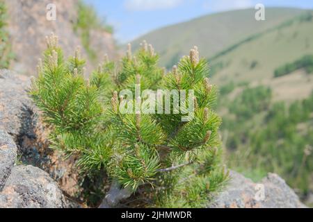 Pino giovane e verde che cresce sulla roccia tra le pietre. Primo piano. Messa a fuoco selettiva. Foto Stock