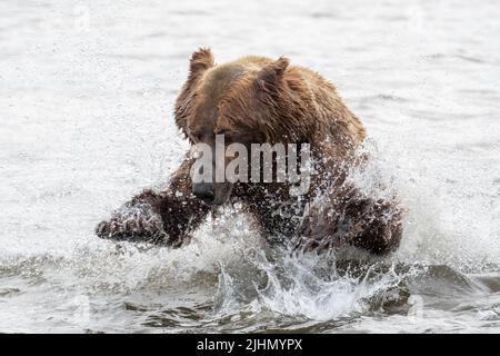 Orso bruno dell'Alaska che si affondi nel tentativo di catturare il salmone a Mikfik Creek nel McNeil River state Game Sanctuary and Refuge Foto Stock