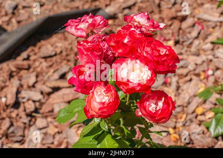 Sfumatura rosa in giardino. Appassimento. Rose con petali appassiti. Foto Stock