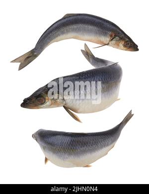 Pesce di aringa isolato su sfondo bianco Foto Stock