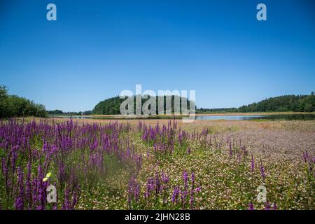 Žárský rybník, lago di Žár, Repubblica Ceca Foto Stock