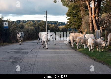 Mucca mandria con vitelli giovani su una strada in Gargano, Italia Foto Stock