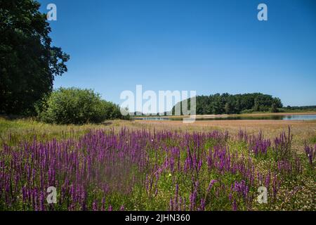 Žárský rybník, lago di Žár, Repubblica Ceca Foto Stock