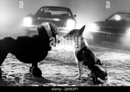 Persefone, Sparky, FRANKENWEENIE, 1984 Foto Stock