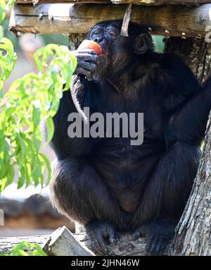 Roma, Italia. 19th luglio 2022. Uno scimpanzé mangia ghiaccio con frutta durante una giornata calda allo Zoo di Roma, in Italia, il 19 luglio 2022. Credit: Alberto Lingria/Xinhua/Alamy Live News Foto Stock