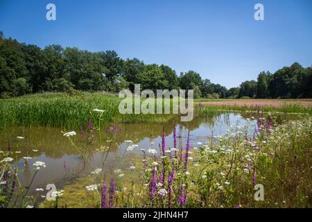 Žárský rybník, lago di Žár, Repubblica Ceca Foto Stock