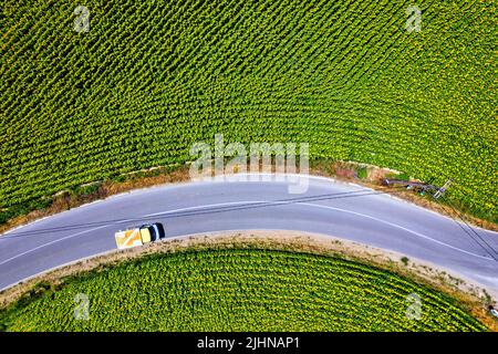 Campi con girasoli vicino al villaggio di Kouloura, Larissa, Tessaglia, Grecia. Foto Stock