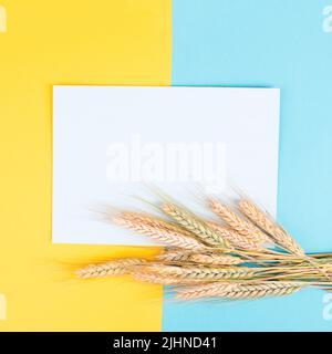 Raccolto di grano su sfondo blu e giallo, spazio di copia per il testo, raccolto di cibo in estate, paglia d'oro Foto Stock