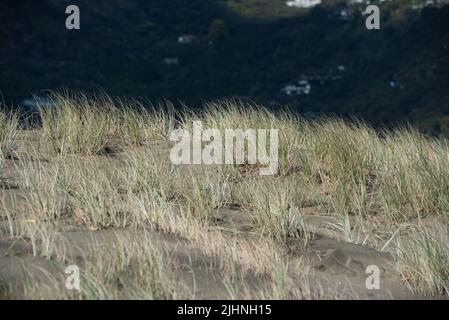 Le erbe di Hardy prendono la presa nella sabbia vulcanica alla spiaggia di Piha, vicino Auckland, Nuova Zelanda. Foto Stock