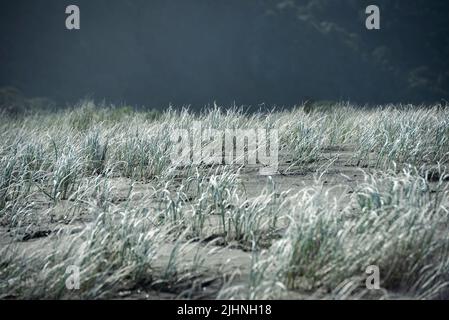 Le erbe di Hardy prendono la presa nella sabbia vulcanica alla spiaggia di Piha, vicino Auckland, Nuova Zelanda. Foto Stock