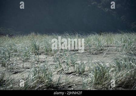 Le erbe di Hardy prendono la presa nella sabbia vulcanica alla spiaggia di Piha, vicino Auckland, Nuova Zelanda. Foto Stock