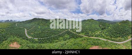 Vista aerea drone scatto di panorama palme piantagione foresta pluviale paesaggio natura paesaggio vista scenario in thailandia incredibile alto angolo di vista Foto Stock