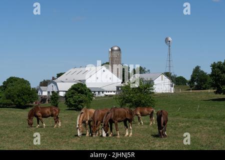 I cavalli pascolano nel prato della fattoria Amish con fienile bianco e mulino a vento nella contea di Lancaster, Pennsylvania Foto Stock