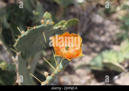Un singolo arancio prickly pera cactus fioriscono al Big Bend National Park in Texas Foto Stock
